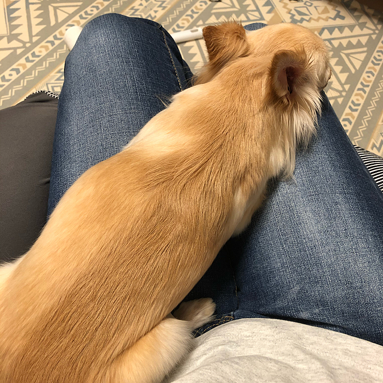 もうママもうやめて🐶💢