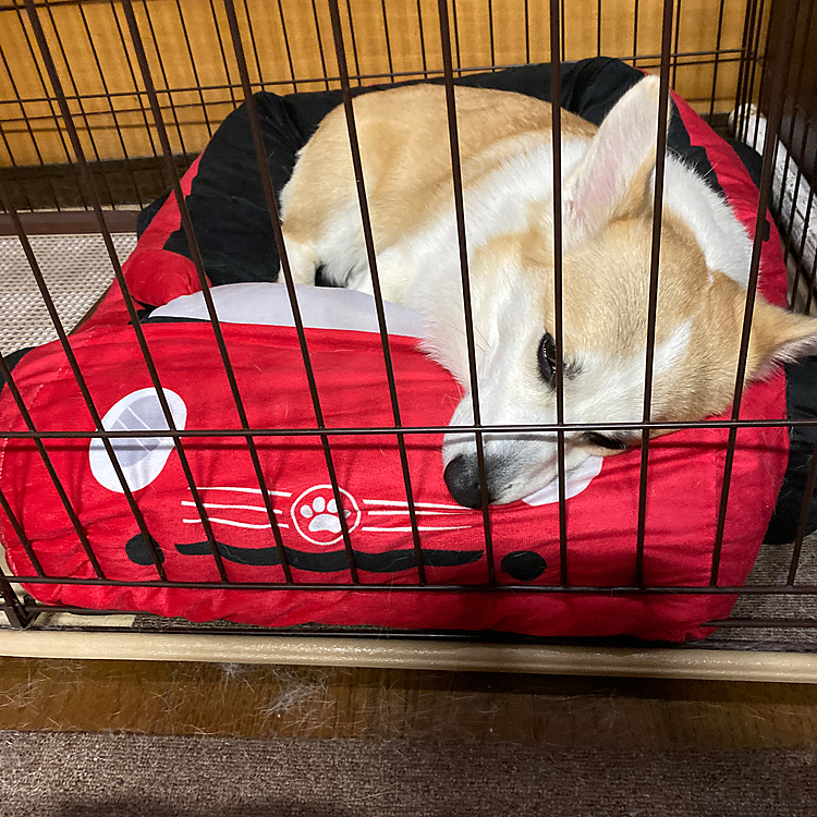 遊び疲れて眠たいよ💤