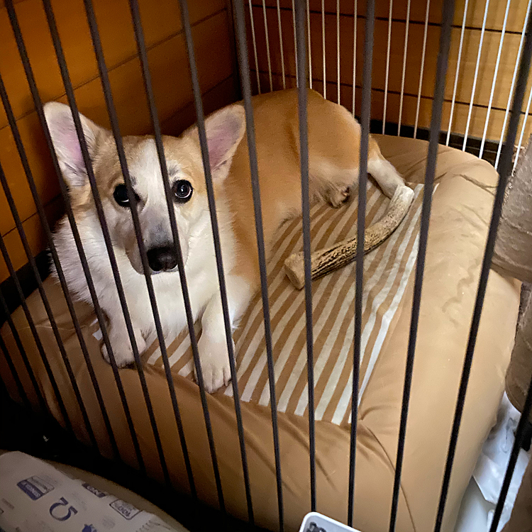 寝てたのでそのままベッドになると思ったんですが私たちが部屋の電気を消したらちゃんと寝室に行きました‼️
親バカですがうちのえいとお利口だと思ってしまいつい写真を撮ってしまいました（笑）ました（笑）