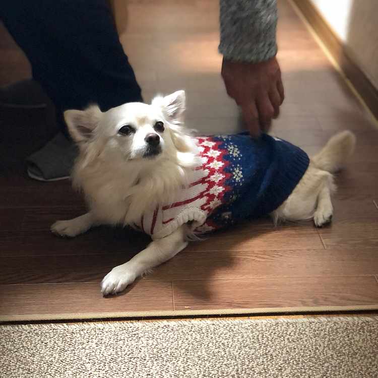 お散歩の後は、じぃじの朝食🍞を狙いに行きます🐶
小雪、自分のササミまだ食べてないのにパン狙うのやめなさい🤣
いつもパンもらってから、誰にも盗られないササミをゆっくり食べる知能犯です🐶😂