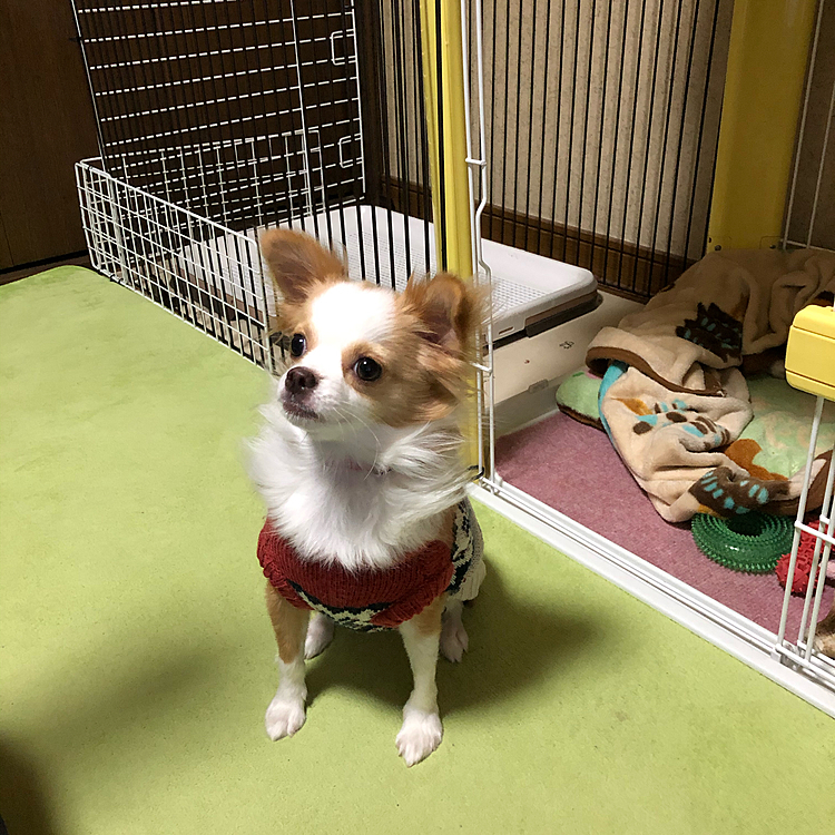 小春、いつものように起きないから
起こしました🐶🤣