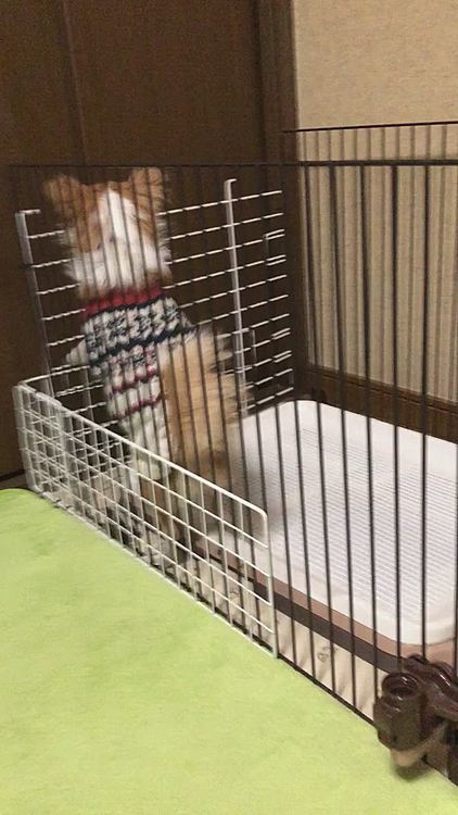 いつもこんな『💩でるの舞✨』をしてからモリモリ💩します🐶
首輪に鈴付いてるから、夜中でも気付けるのはこの舞いのおかげやね👍🤣