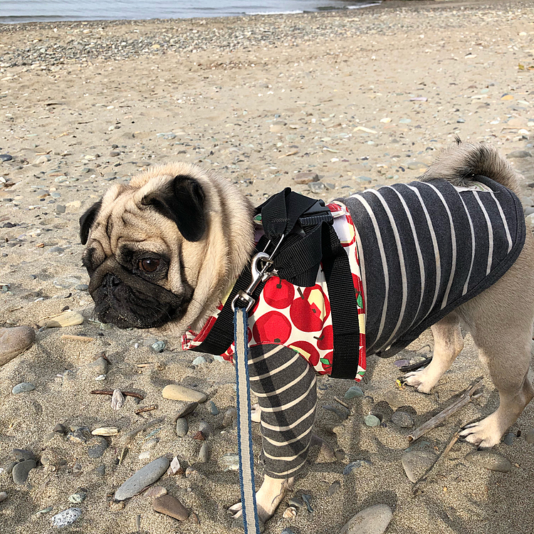 2020/12/09
今朝の散歩🐾
しましまの服に柄物のハーネス…
無地の服が欲しくなりました🤣