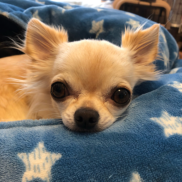 こんにちは😃
今日は曇っていて寒いです😨
昨日はたくさんオヤツを食べて夜ご飯も完食🐶
今朝はお腹キュルキュルです😭食べ過ぎました💦
でも元気なので大丈夫そうです😅