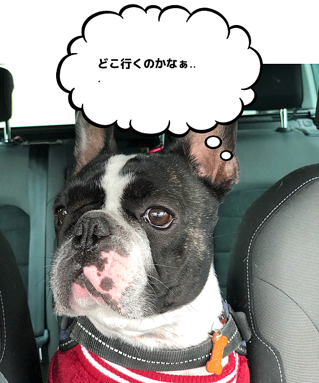 今日は薄曇りで気温が上がらず寒いです🥶
