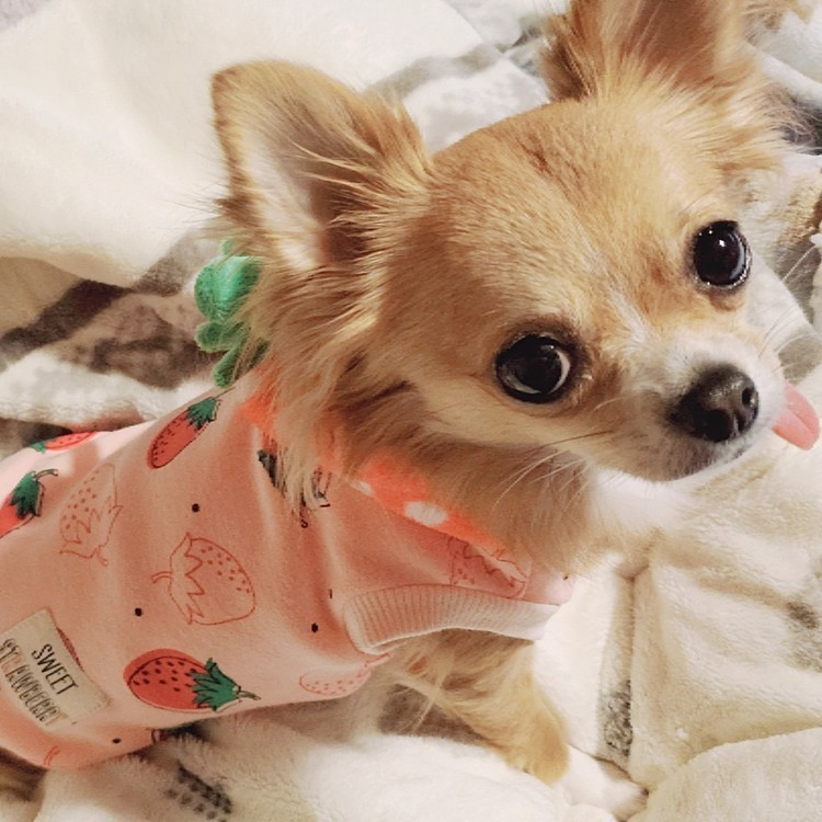 🍓の季節🥰💕
おにゅーのお洋服も🍓

可愛くて、一目惚れして買っちゃった😂