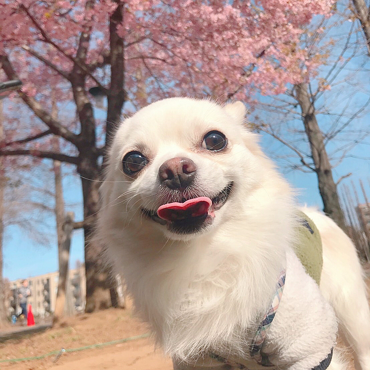 近所の公園にお散歩行ったら桜が咲いてたよぉ
ベロが❤️に見えるでしょ♪