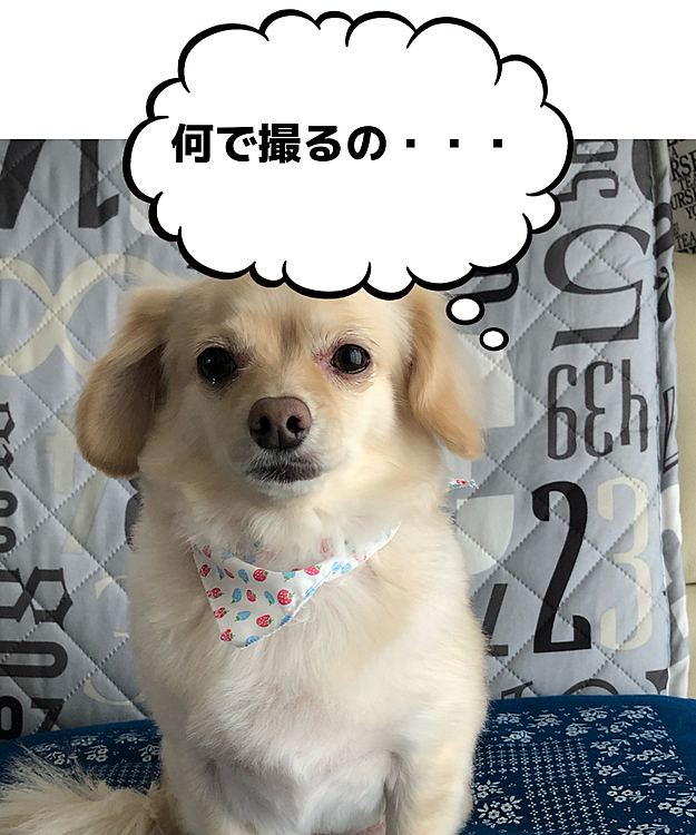 2020.12.9
こんばんは⭐️
昨日、トリミングに行ってきました🐶
写真苦手のイヴは、笑顔をくれません😂