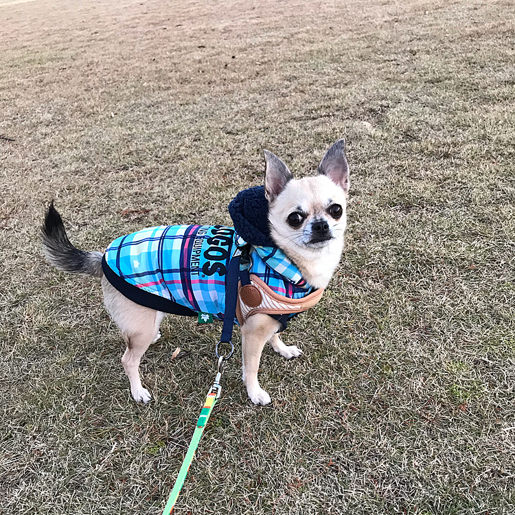 こんばんは🌙
今日は、晴れていつもより暖かくなりました🐶☀️仕事帰りにいつもの公園へ🚗💨