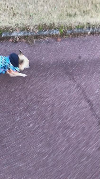 今日も公園のパトロールしっかりしてきました🐶❣️管理人さんと一緒に夕方の公園の見守り頑張りましたよ😌💕
