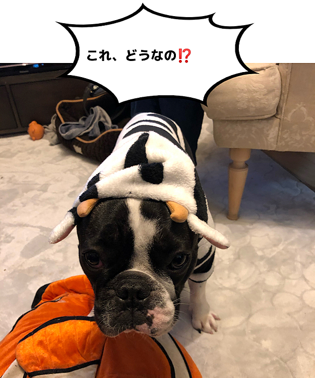 来年は丑年でしたね😁
