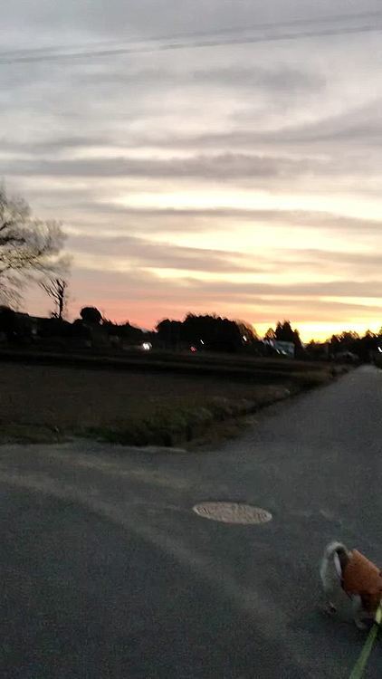 とうちゃんと夕散歩、そっちヤダ😡
踏ん張ります🤣