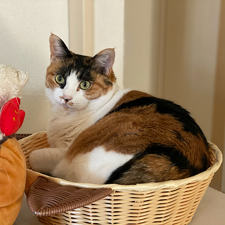 ピッタリ
