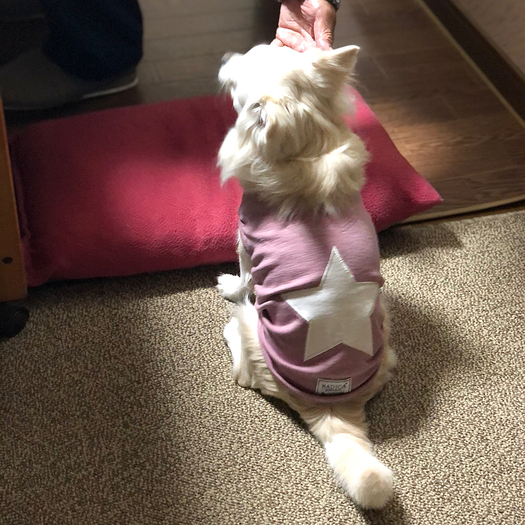 おはようございます😄
小雪は今朝も元気いっぱいお散歩の後は
じぃじのパン狙いです🐶
今朝は小雪の好きなクロワッサン🥐
オチリが冷たくないように座布団まで敷いてもらってるやん🤣