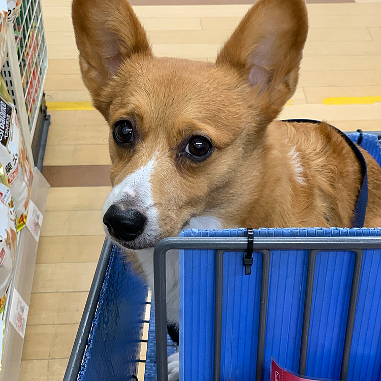 おはようございます😃
今日は寒〜いマーチ地方です🥶
夜寝る前に食べるおせんべいを買いに、お家から1番近い、ダサいホームセンターに行きました😆
マーチさんおせんべい買いましたよ🍘