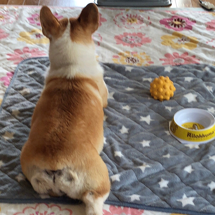 お家ではマッタリまある😊
ご飯も食べて落ち着いたか?笑笑
このギャップに苦笑する飼い主でした🤣
最近またオチリのツムジがハッキリしてきたような😱
オチリにアンパン付けてるみたいだわ🤣🤣🤣笑笑