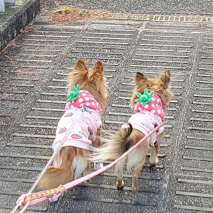 超大きい公園までお散歩に行ったよ☺️
たくさん歩いて疲れたね😵💨

ちなみに昨日買った🍓のお洋服で💕
後ろ姿が可愛い🥰💕