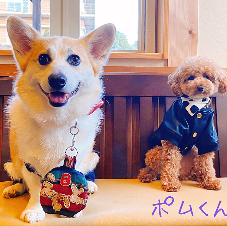 業務はパパママが休みでママのお友達と一緒にいきつけのドックカフェ・ランに行って来たよ〜
お友達の愛犬ポム君とお友達になって一緒に記念写真撮って貰った〜❣️