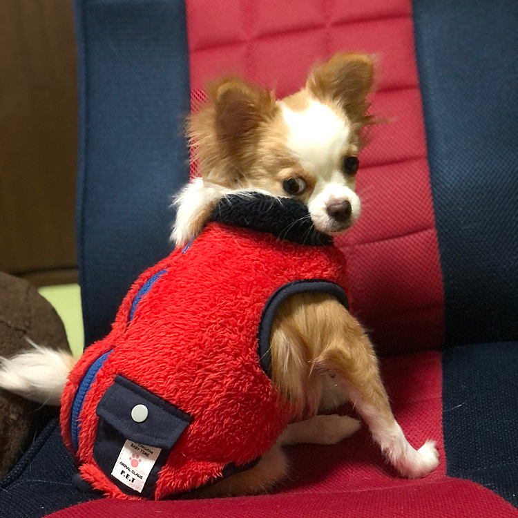 小春は、いつもより5分早起き🐶🎵
やればできる子です🤣