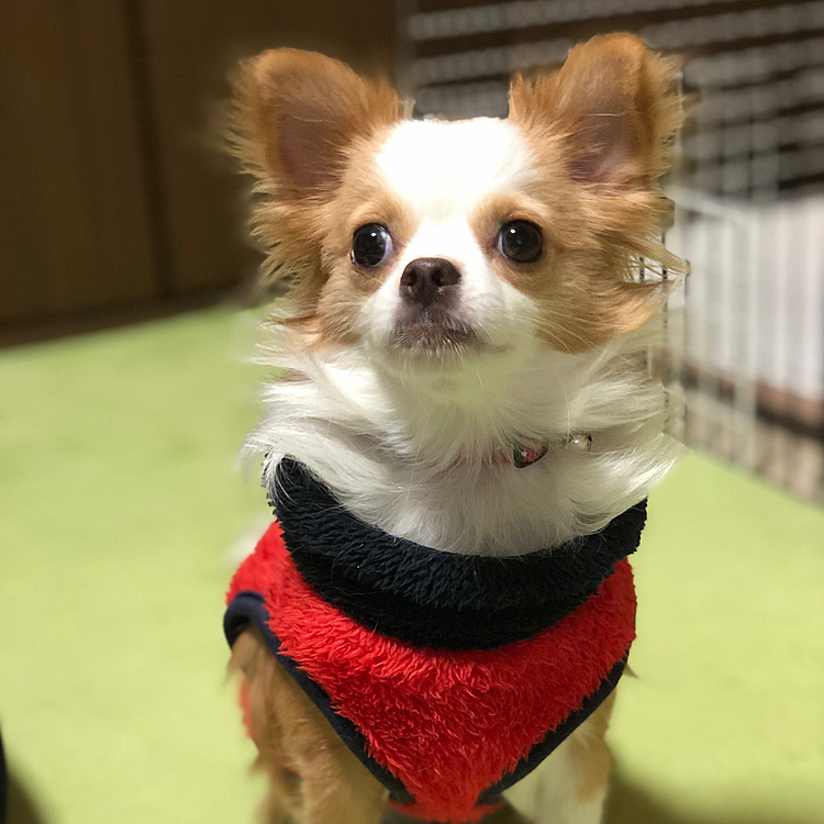 💩でる舞も、華麗に舞い踊ったからスッキリ✨
さぁ🎵　ご飯食べよ〜💕🐶