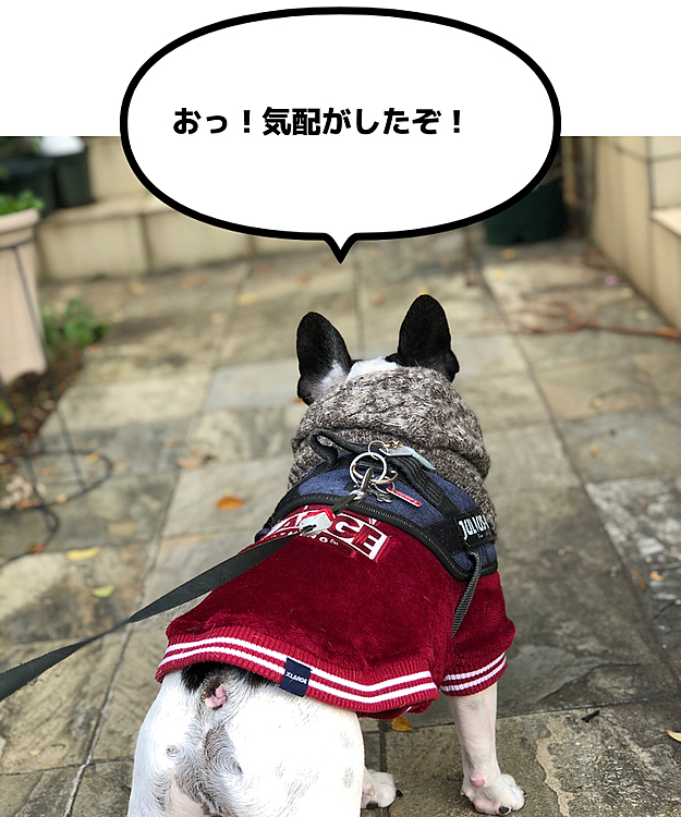 玄関で気配がして見守ってます😄