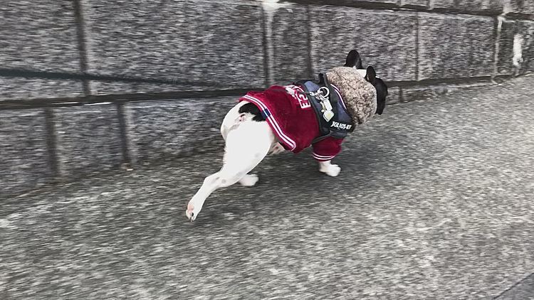 次男と別れてニャンコ街を抜けてから、いつもの丘の上へ向かいます。