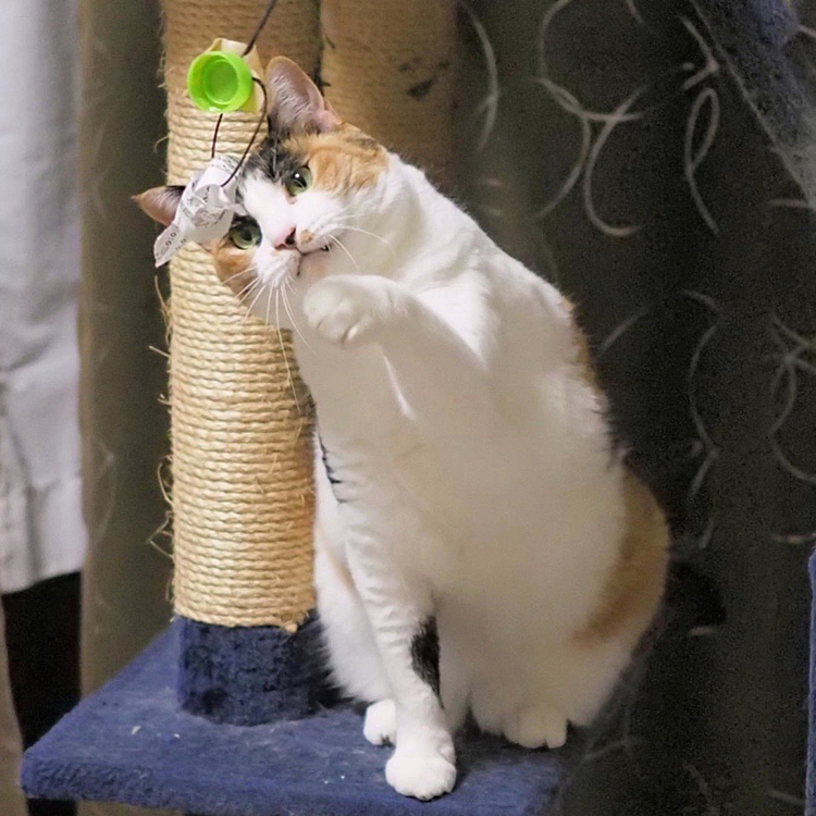 パンチするにゃ
