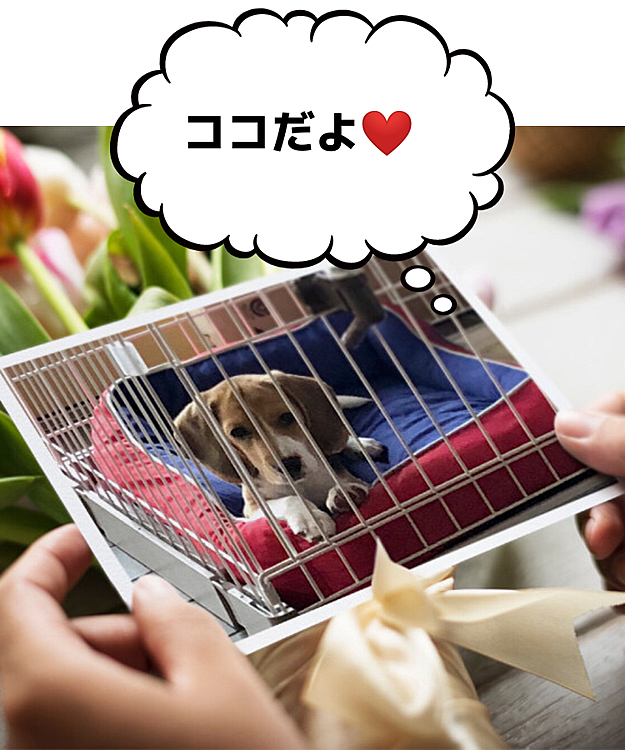 2020.12.11(金)
今日はココ🐶🌈の月命日😌🙏🍀

マックスと遊んでくれるかな〜❓🥰
💖🐶🌈🐶🧢💖
