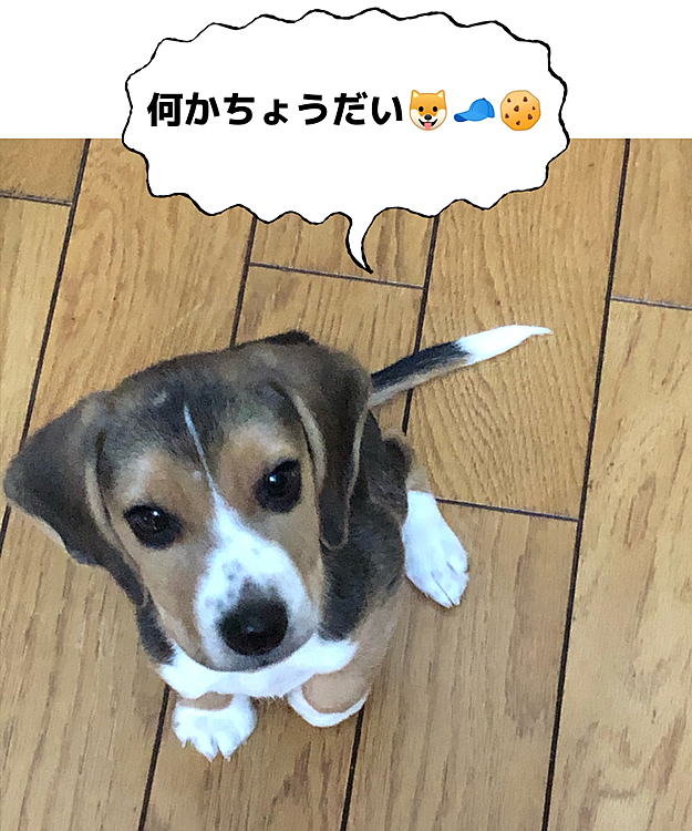 マックスは今日もついて来ておねだり😂

ご飯🍚を食べたから後でね❣️