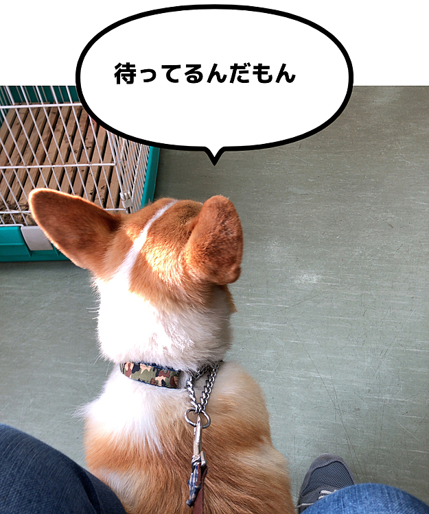 一応お利口さんに待ってます。
ウサギさんを連れたおじーさんとお話ししてました😊