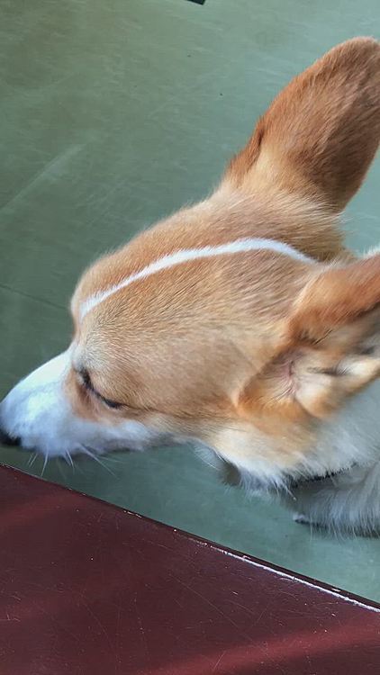 はい、まある〜お待たせ〜🤣と言われて診察室へ😊あら？診察室の前で尻込みしました🤣結局抱っこして中へ🤣笑笑
え？何で病院かって？🤣