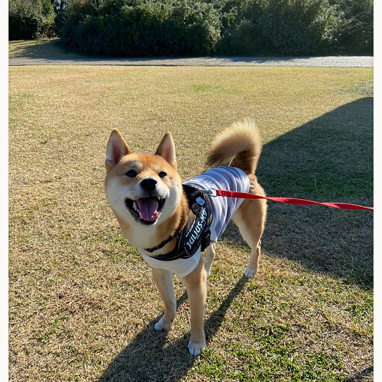2020,12,11
今週の櫂さん🐶　火曜日は大好きな広い公園へ行へ😊