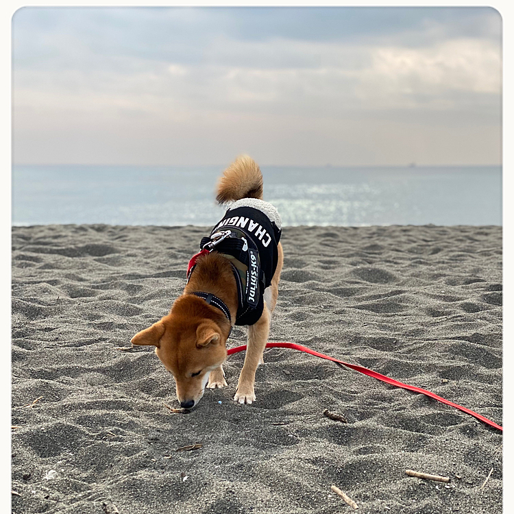今日、金曜日は海散歩🐚