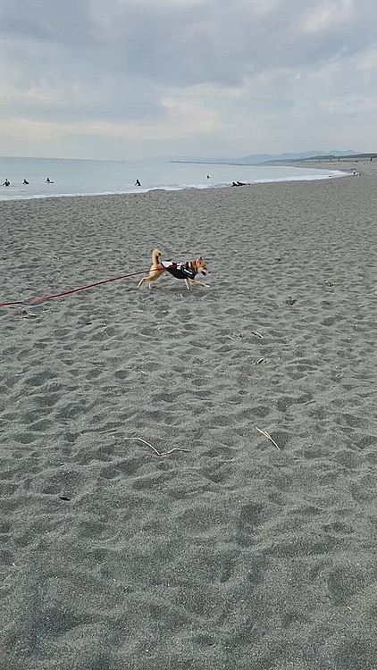 たっぷり時間をかけてお散歩できました😊