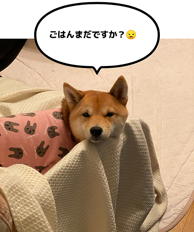 夜ご飯の時は、ごはんはまだかな…と、ソファの端にあごのせして私の動きをチェック😅

明日は予防接種💉の予定💦
病院嫌いなので不安です😔