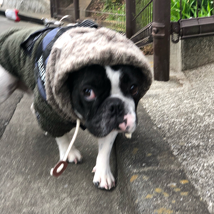 今日もスヌードで耳まで隠して暖かくして朝散歩です、🙂