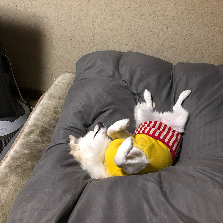 おはようございます🌥
起きたら小雪がひっくり返って寝てました🐶🤣
掛け布団が動かんと思ったら…
小雪の仕業でした😂