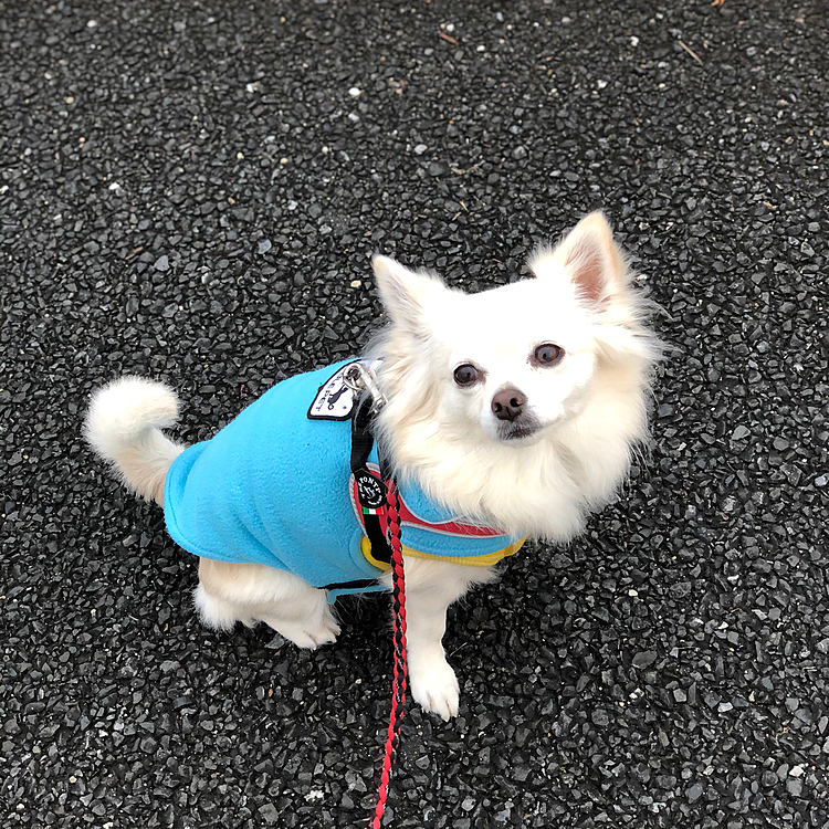 お散歩も行ってきたよ〜🐾👣
地面が濡れてたけど、軽快に歩いてきたね🎵