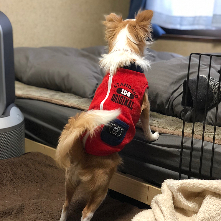 小春は、小雪みたいにベッドに上がりたいけど…
この段差が登れません🐶
ビビリやなぁ🤣

小雪＆小春
8:30予約でシャンプー🧴に行ってきました🚗
疲れたのか、ゆっくり寝てくれてます🐶🐶😊