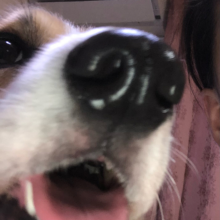 あなたどなた？🤣
まあるだよ😍
何が楽しいのか🤣🤣笑笑
お鼻テッカテカ🤣🤣
こうやって見ると赤いのわからないんだよね🌀