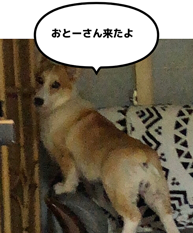 旦那の車の音がするとこの様に窓のところに行って、帰ってきたよ？って教えてくれます😍
そこまではお利口さん😍
しかし、旦那が家に入ってくると激吠え🤣笑
賢いんだかおバカなんだか🤣🤣笑笑
面白いヤツだ🤣