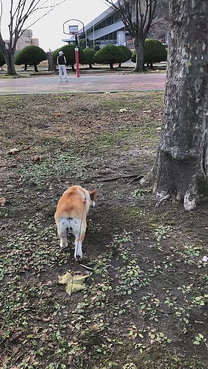 昨日の公園で😍
奥でおじーさんがバスケしてました🤣
なかなかうまかったです😍
この時は外してたけど、結構バンバン入れてたよ😍まあるは関係ない感じだったけど、私は感動してみてました😍

