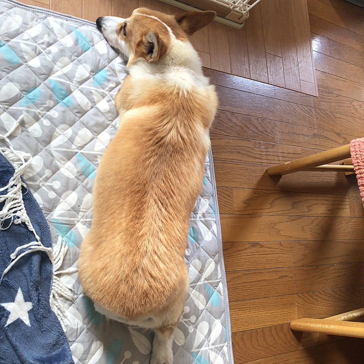 リアルまある😍
やはり大きくなったな🤣
クビレもないじゃん💦
3キロダイエット。。頑張ろうね🤣
特に先生からは何も言われてないんだけどね🤣
明日から雪マーク☃️付いてるよ🤣
まある！出番だぞ🤣笑笑
