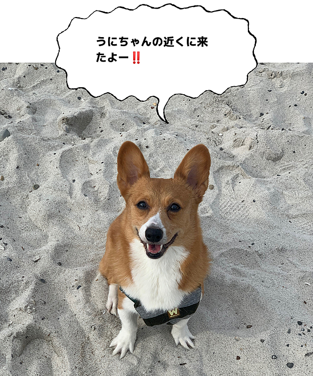 こんにちは😃
今日はまぁまぁのお天気だったので、先日うにちゃんがステキな写真を撮っていた砂浜に行きました🌊