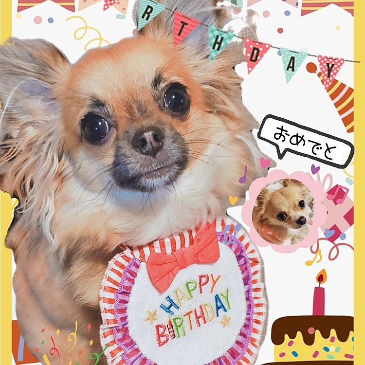 本日なのちゃん1才のお誕生日でした😃🎶
ダイエット中のめいちゃんも食べられるようにお豆腐ハンバーグ、シチューをディナーに😋🍴💕
食後はもちろんケーキ🎂
プレゼントは、牛革のおもちゃをあげました☺️

1才のお姉さんになったから、ちょっとめいちゃんに優しくしてあげてね😂

来年も再来年も、その先もずーっとハッピーに過ごせますように…😊🎵