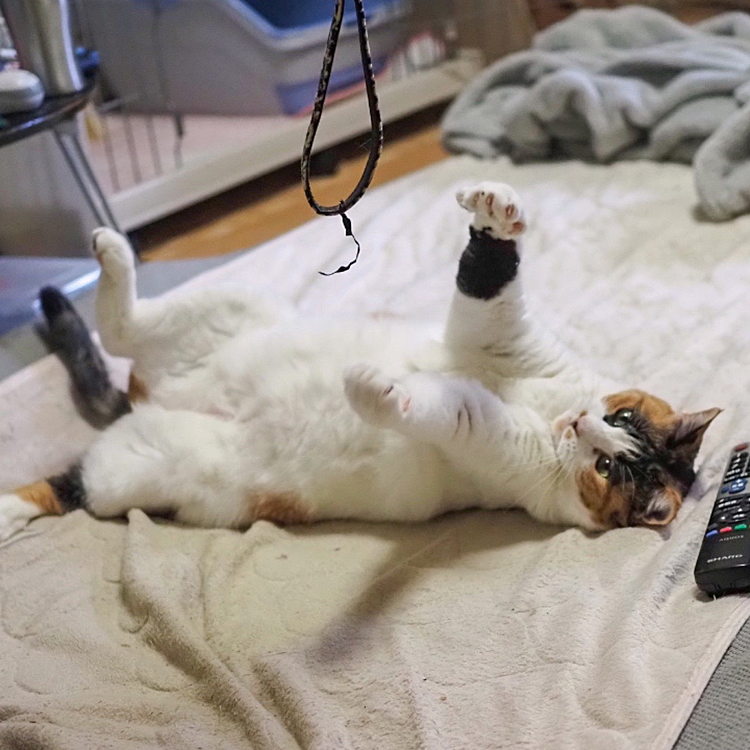 キャッチするにゃ