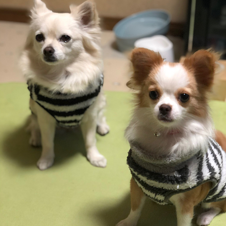 おはようございます☀
珍しく2ショットです🐶🐶