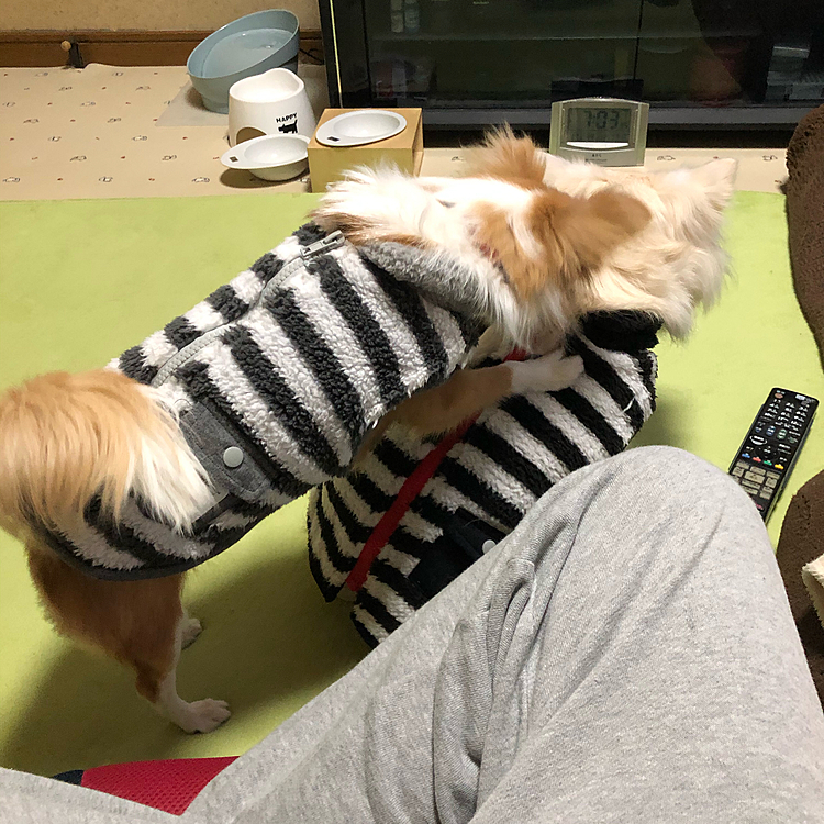 小春の『小雪た〜ん、おんぶ〜🎵』攻撃✨
この時、小雪は小さく唸ってました🤣
反撃しない小雪は優しい💕