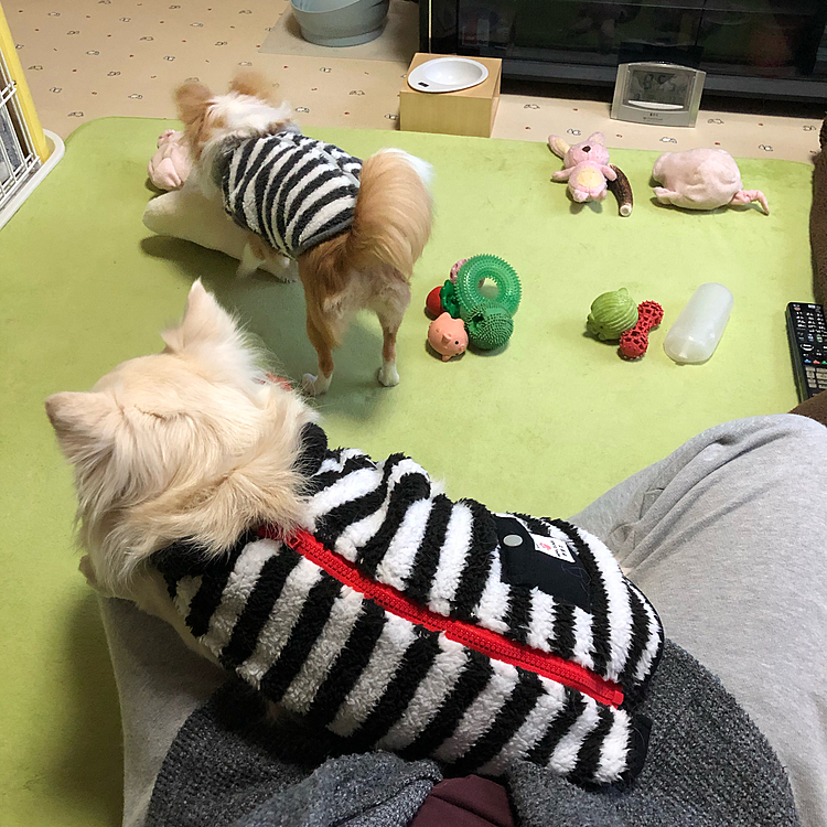小雪は定位置(私の脚の上)でまったり🐶
小春はオモチャや毛布を引っ張り出してきてやりたい放題🐶
性格の違いだね〜😂
