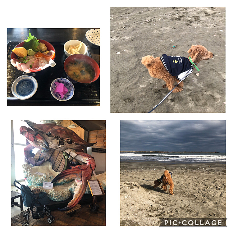 🐶OKの海鮮のお店でお昼を食べてから
海岸へ。
砂浜の上でテンション上がってました😊
やっぱ20mとかの長いリード欲しいな。
砂浜は貝殻だらけでしたが、怪我は
しませんでした。
それどころか、蛤の貝殻を咥えて走る😅
相変わらず手癖ならぬ口癖の悪い男です😅
